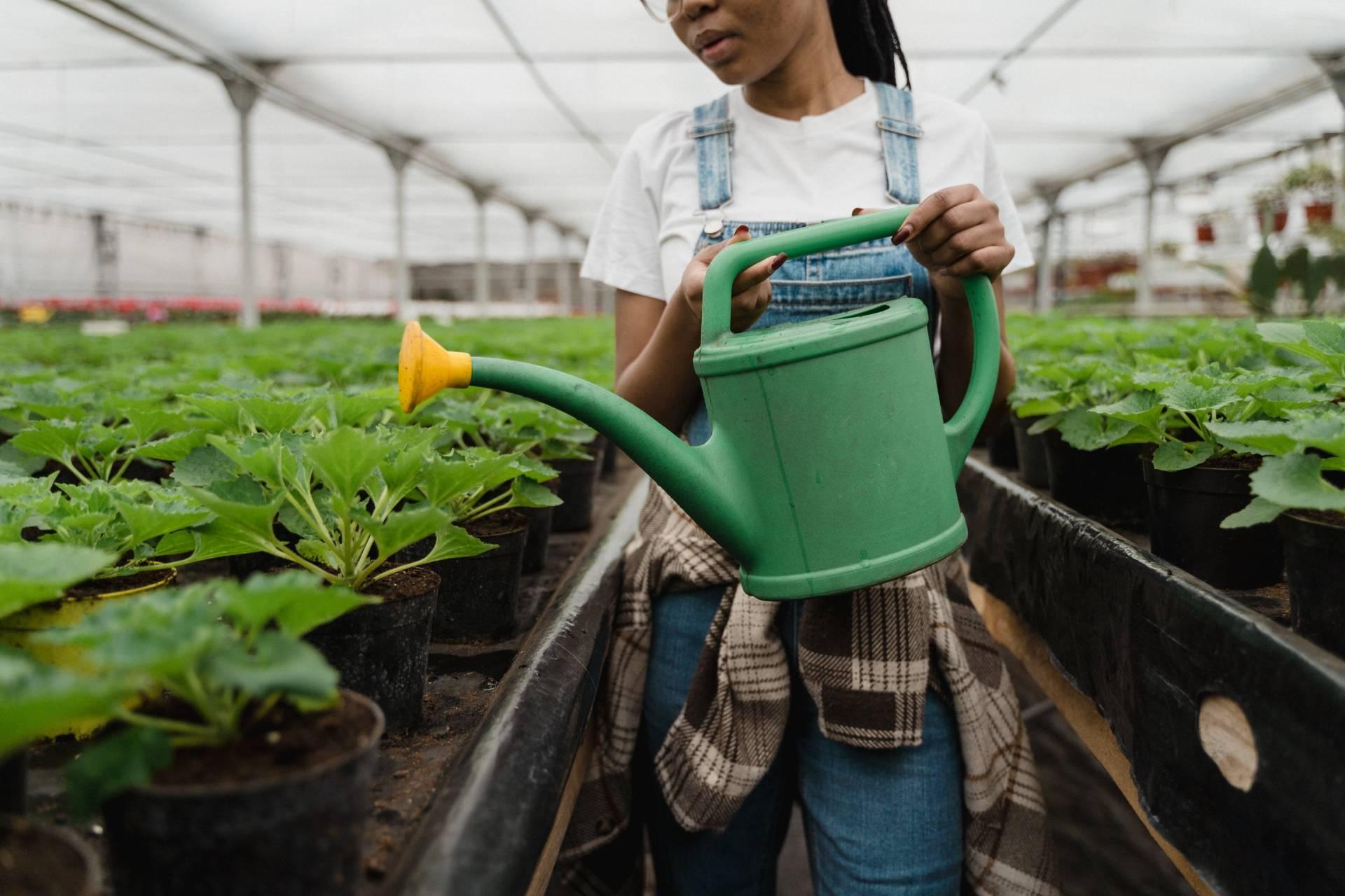 greenhouse and student watering